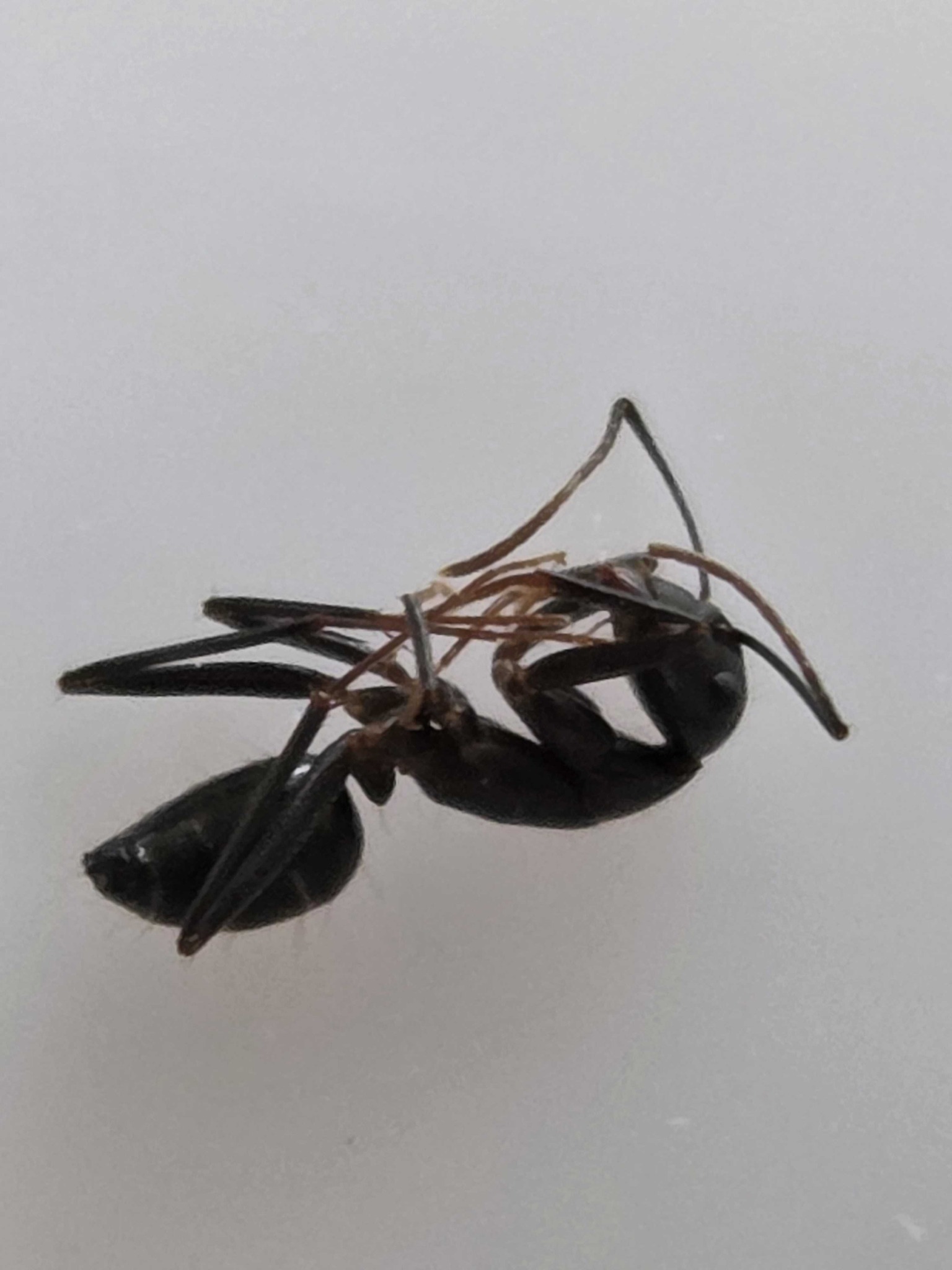 Carpenter Ant