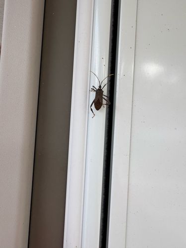 Leaf-footed Bug