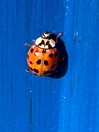 Asian Lady Beetle (or Harlequin Ladybird)