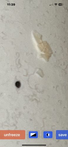 Carpet Beetle larvae