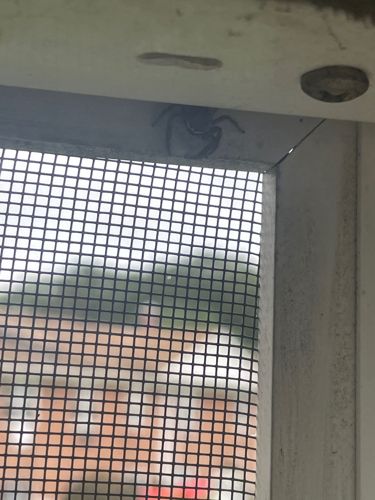 Cellar Spider (Daddy Long Legs)