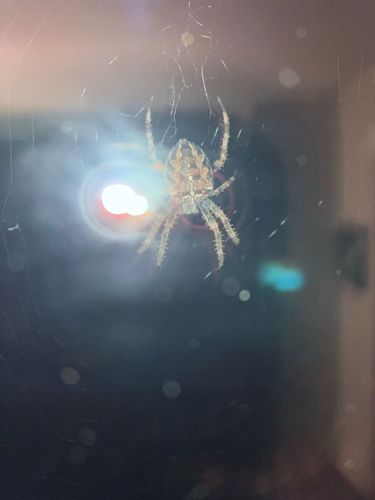 European Garden Spider, Cross Orbweaver, Diadem Spider