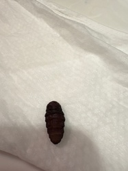 Moth Pupa