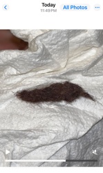 Not applicable - Clump of Hair/Fibers
