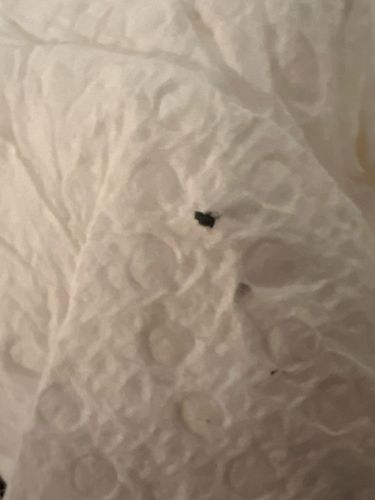 Fungus Gnat (likely)