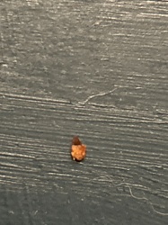 Carpet Beetle Larva (likely Varied Carpet Beetle or Black Carpet Beetle)