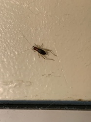 Red-headed Bush Cricket