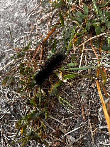 Woolly Bear Caterpillar (likely from the Isabella Tiger Moth)