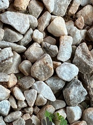 Antlion larva (Doodlebug)