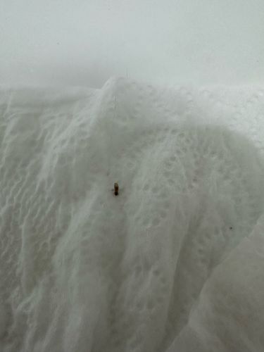 Booklouse (might also be a louse or a mite due to image clarity)