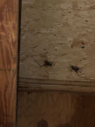 Cave Cricket / Camel Cricket / Spider Cricket