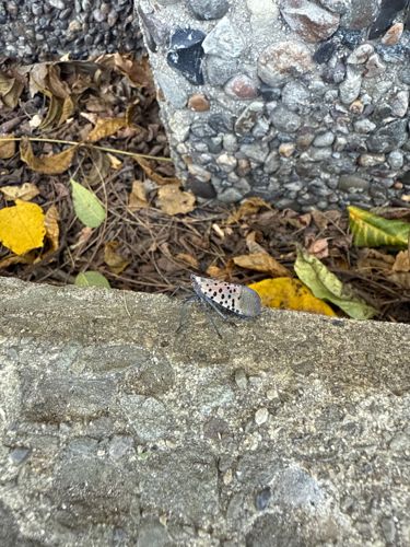 Spotted Lanternfly