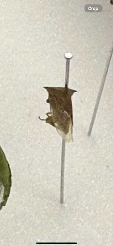 Leaf-mimic Moth or Dead-leaf Moth (Pupa)