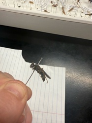 Syrphid Fly (Hoverfly)