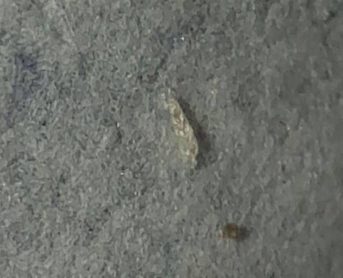 Household casebearer (Plaster bagworm)