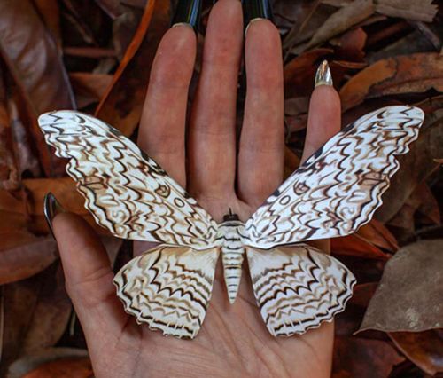 Owl Moth