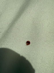 Bed Bug