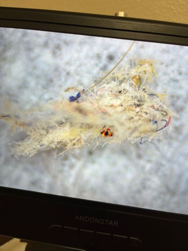 Case-making Clothes Moth