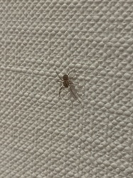 Long-bodied Cellar Spider