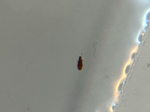 Sawtoothed Grain Beetle