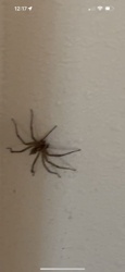 Brown Recluse Spider
