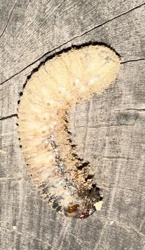 Scarab Grub (White Grub)