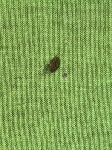 Carpet beetle (likely varied carpet beetle)