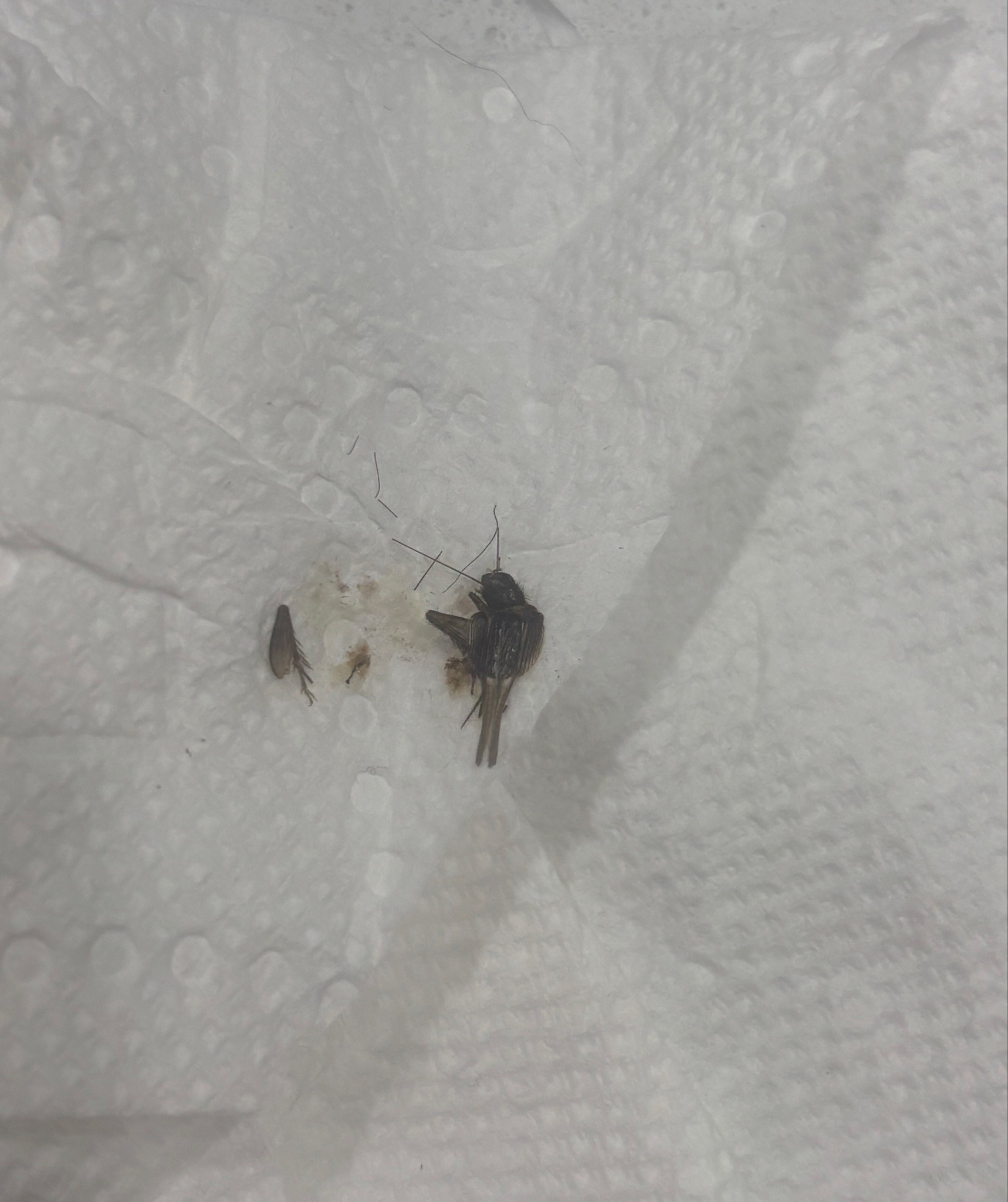 Field Cricket