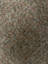 No insect visible