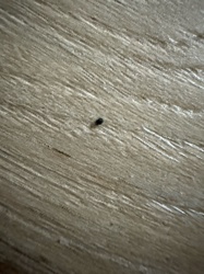 Carpet Beetle (likely Black Carpet Beetle)