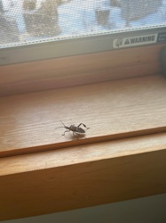 Western Conifer Seed Bug