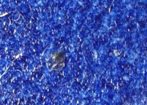 There is no identifiable bug or insect in this image.