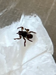 Ants