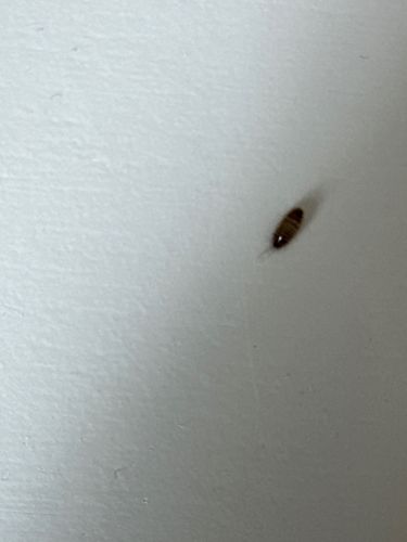 Carpet Beetle Larva