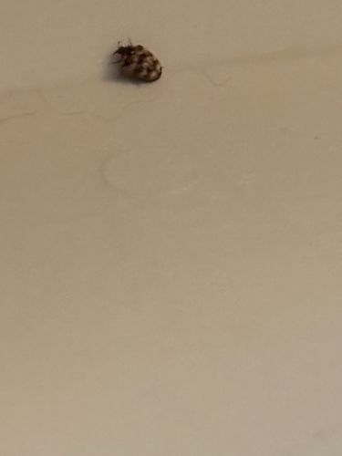 Varied Carpet Beetle