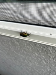 Japanese Beetle