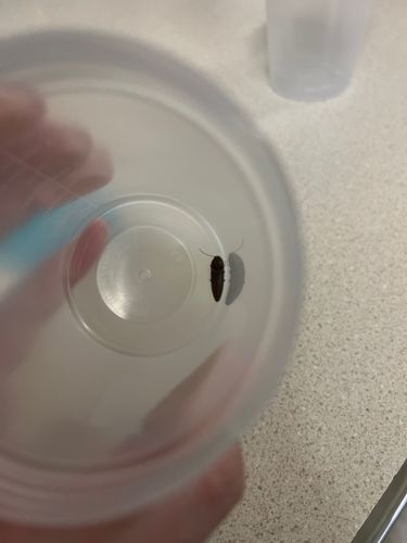 Carpet Beetle (likely Black Carpet Beetle)