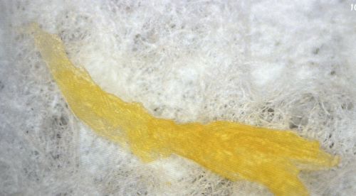 Webbing Clothes Moth Larva