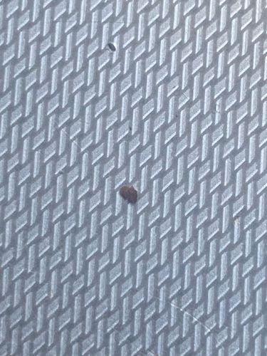 Cigarette Beetle