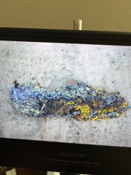 Carpet Beetle Larva (likely varied, common, or black carpet beetle)