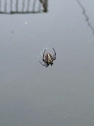 Marbled Orb-weaver