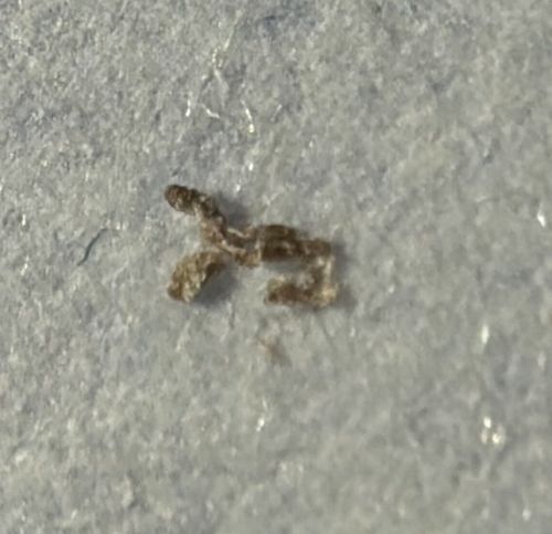 Inchworm (Geometer Moth Larva)