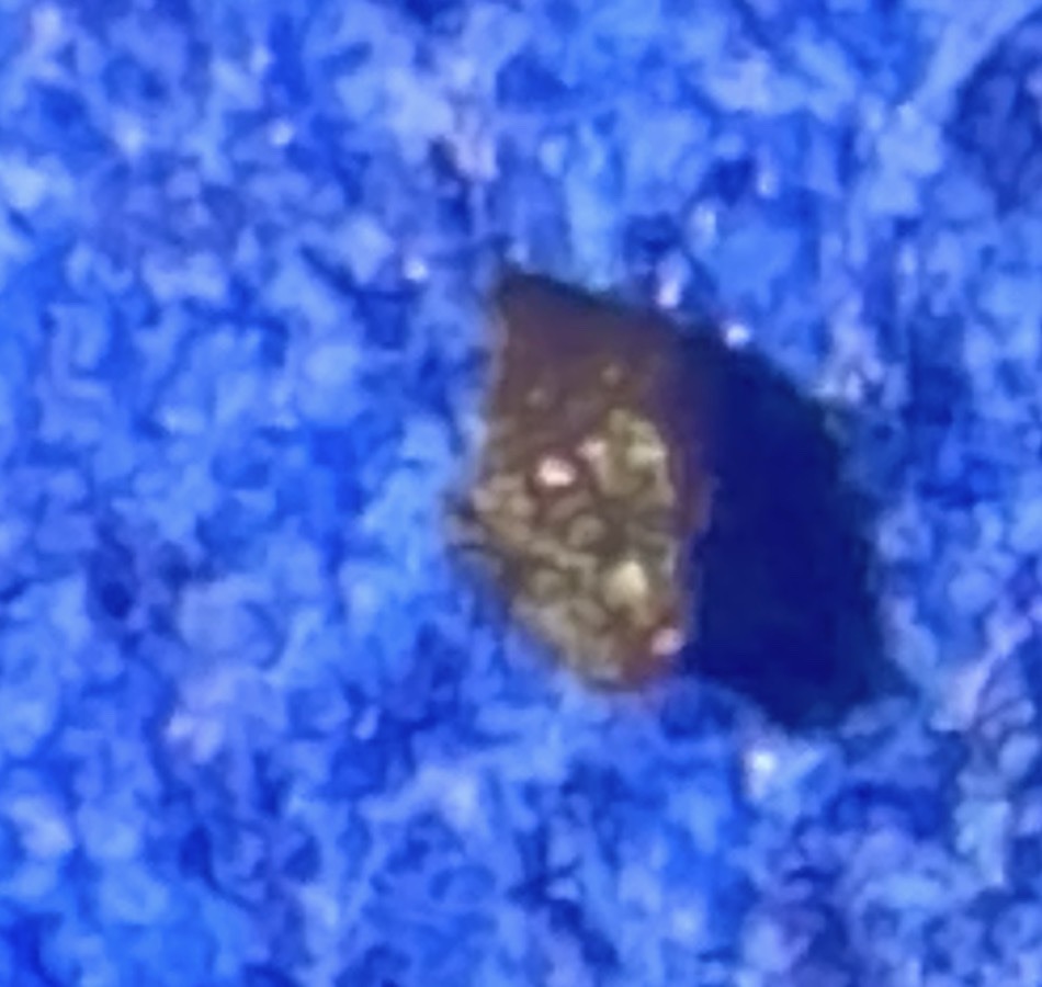 Varied Carpet Beetle