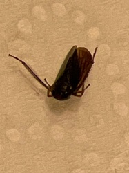 Booklouse / Barklouse