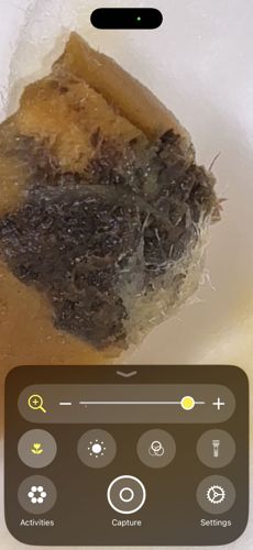 Indian Meal Moth (Larva/Pupa stages)