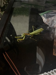 Praying Mantis