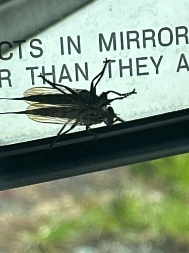 Robber Fly