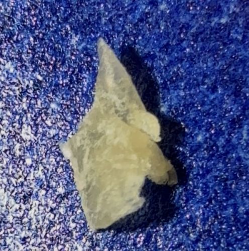 Unknown Debris (Not an Insect)