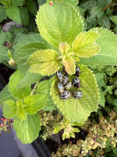 Stink Bug Nymphs (likely Brown Marmorated Stink Bug nymphs given their appearance)