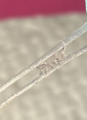 Head Louse (Nit)